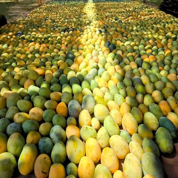 EGYPTIAN MANGO