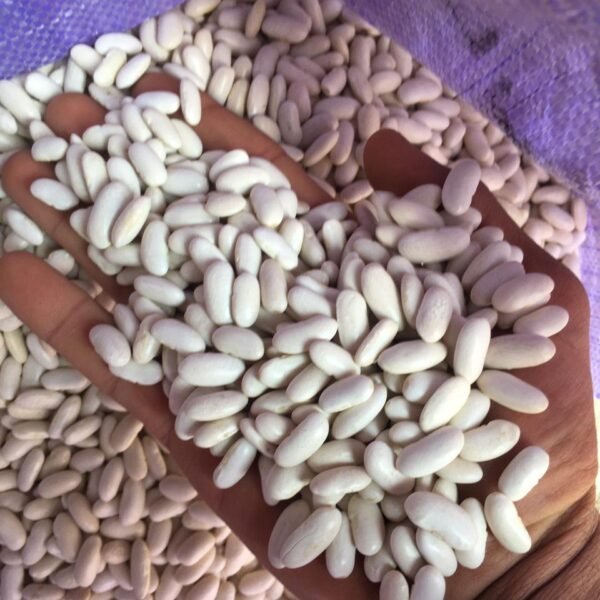 EGYPTIAN WHITE BEANS